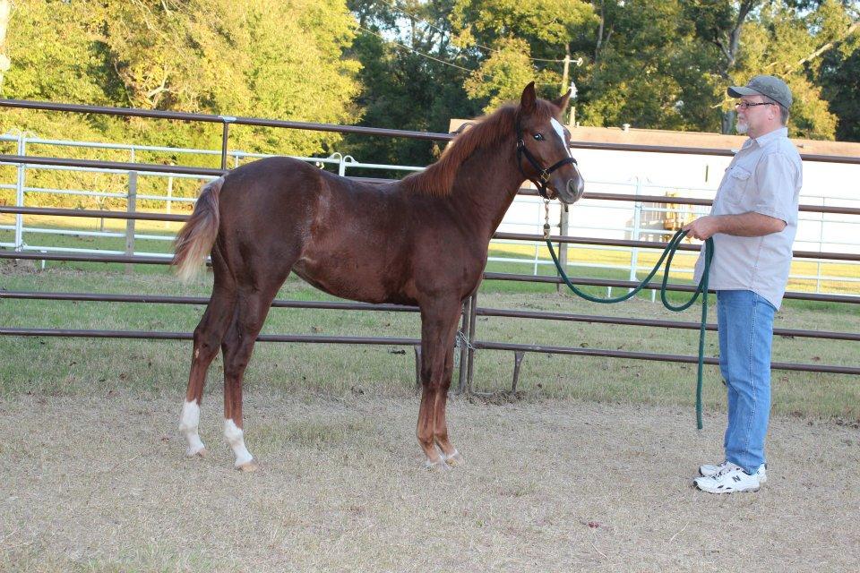Pictures for Louisiana Laroux Quarter Horse in Opelousas, LA 70570